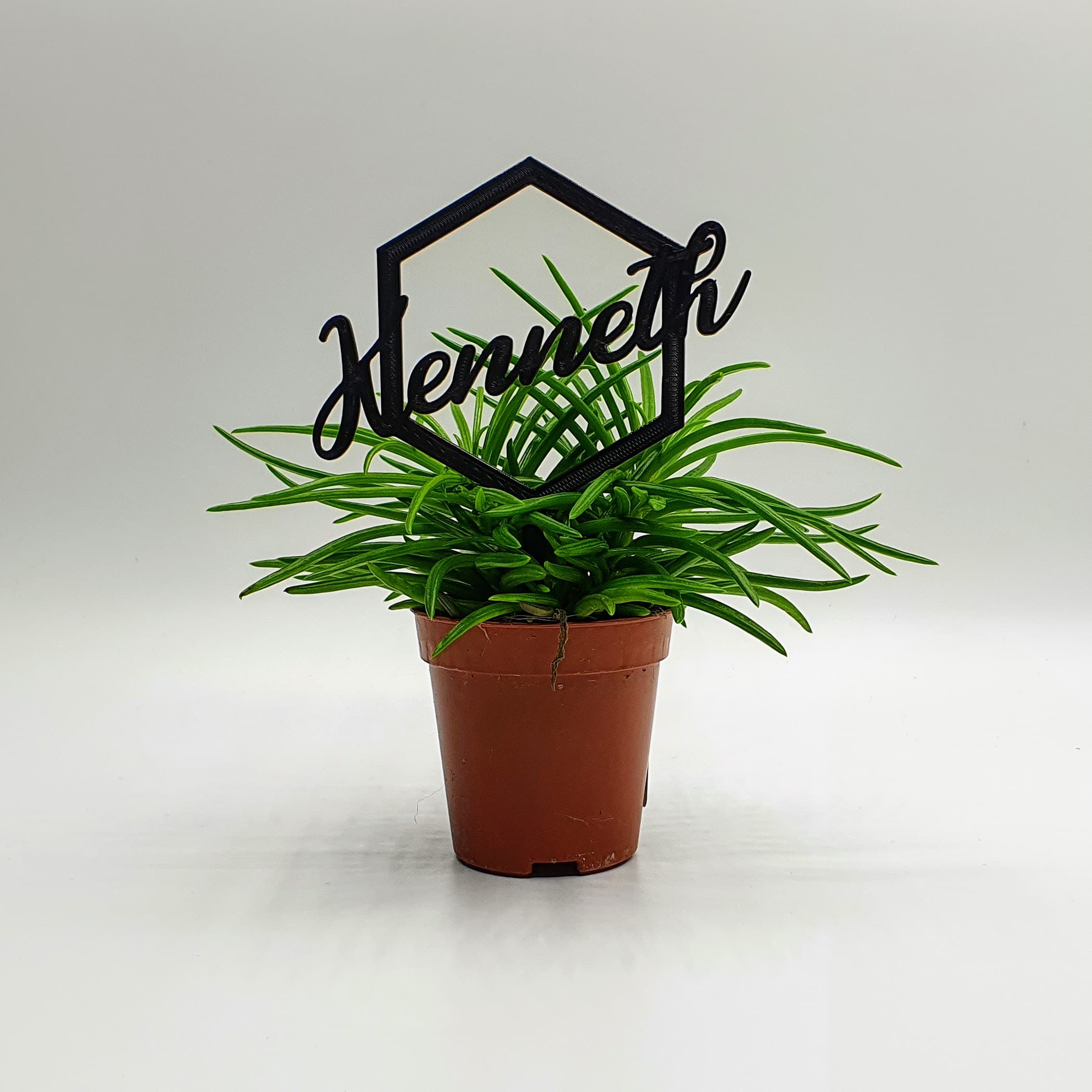 plante colle avec le nom