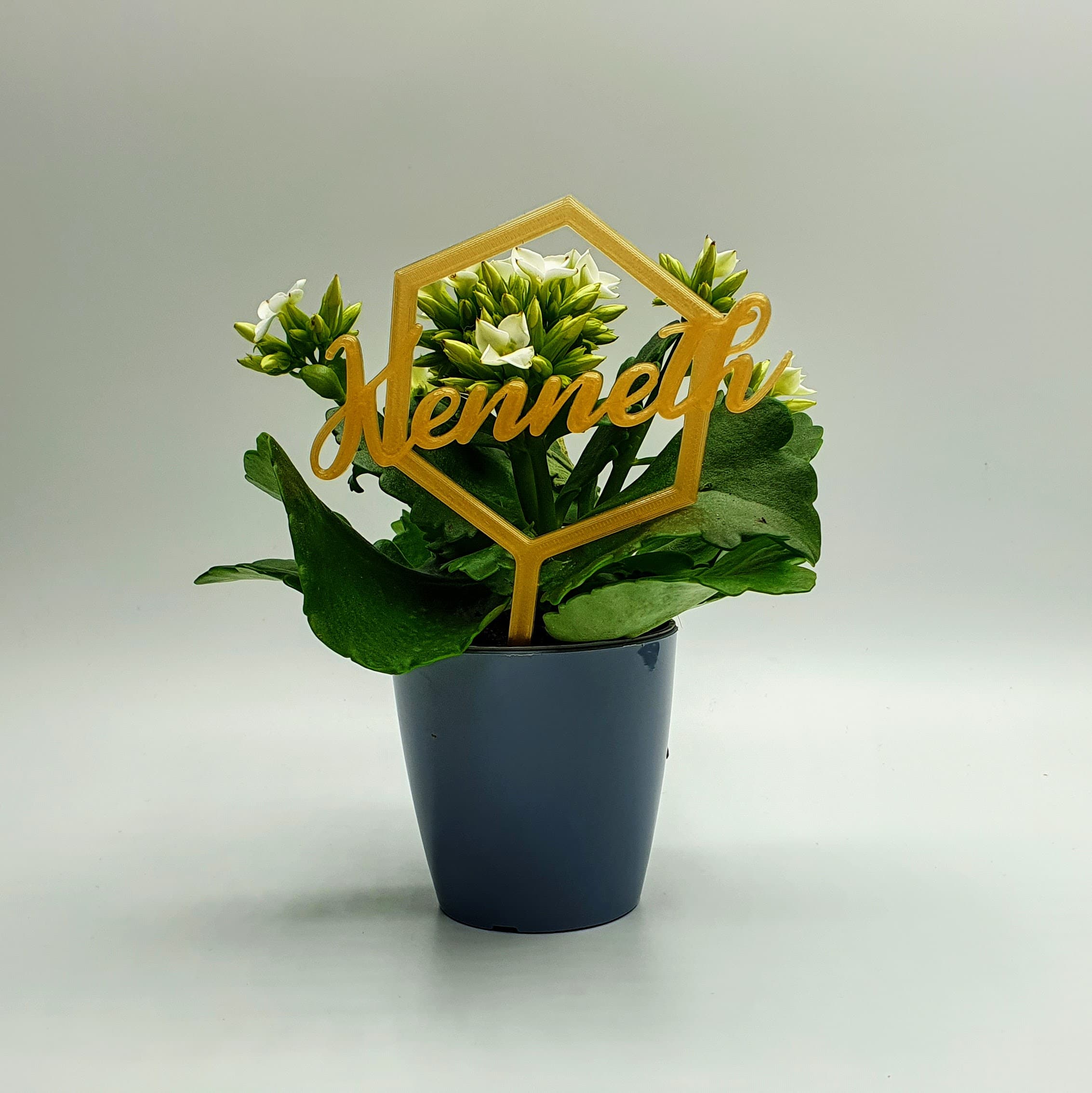 plante colle avec le nom