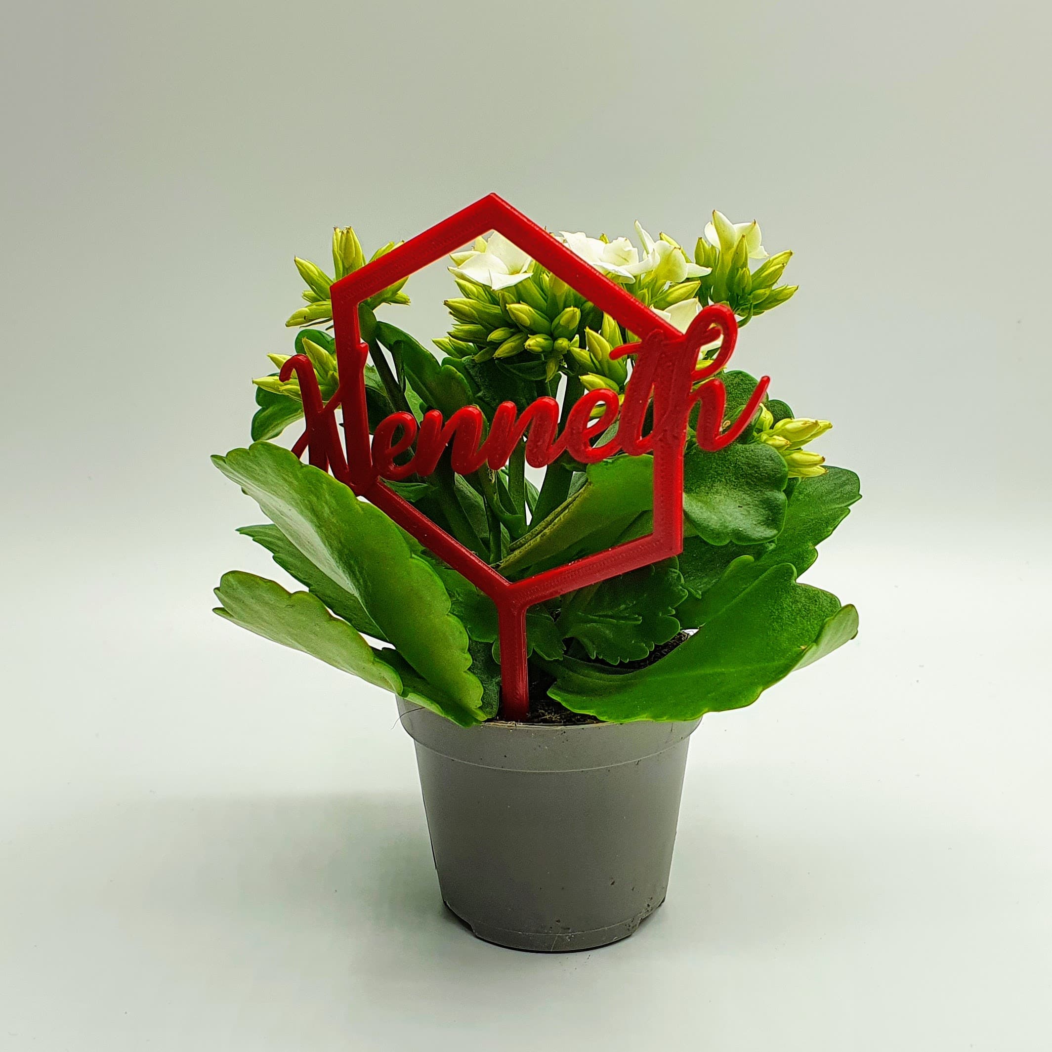 plante colle avec le nom